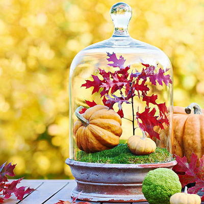 pumpkin_terrarium